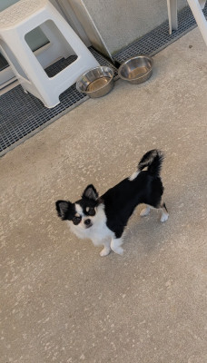 Les chiots de Chihuahua