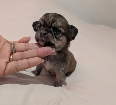 Les chiots de Chihuahua