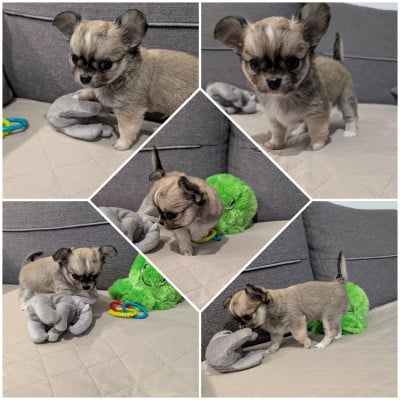 Les chiots de Chihuahua