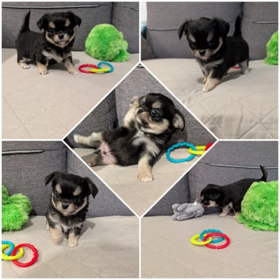 Les chiots de Chihuahua