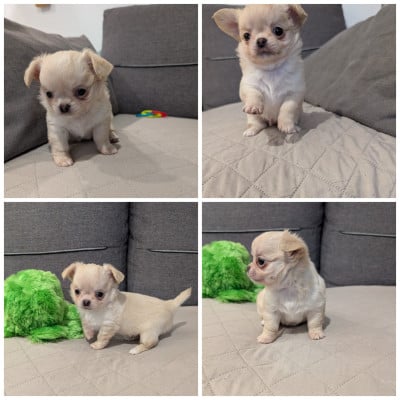 Les chiots de Chihuahua