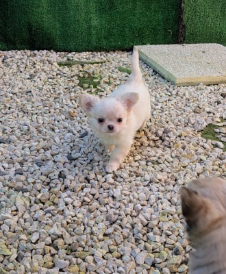 Les chiots de Chihuahua