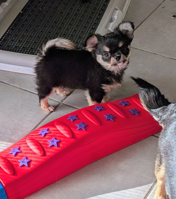 Les chiots de Chihuahua