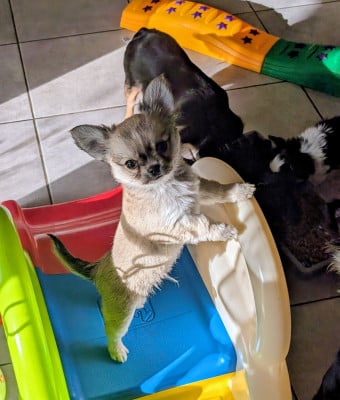 Les chiots de Chihuahua