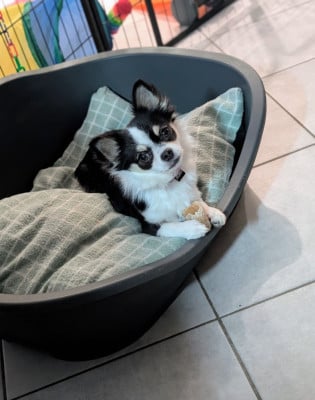 Les chiots de Chihuahua