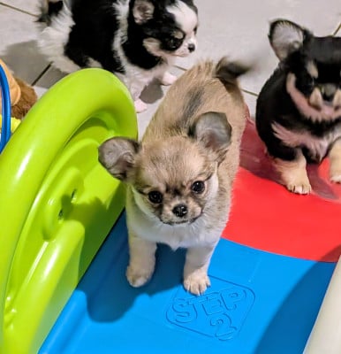 Les chiots de Chihuahua