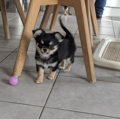 Les chiots de Chihuahua