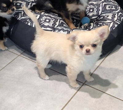 Les chiots de Chihuahua