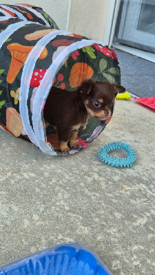 Les chiots de Chihuahua