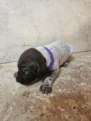 Les chiots de Braque allemand à poil court