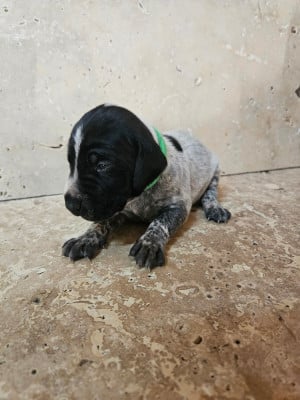 Les chiots de Braque allemand à poil court