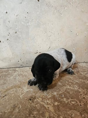 Les chiots de Braque allemand à poil court