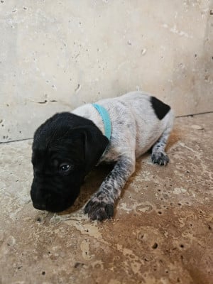 Les chiots de Braque allemand à poil court