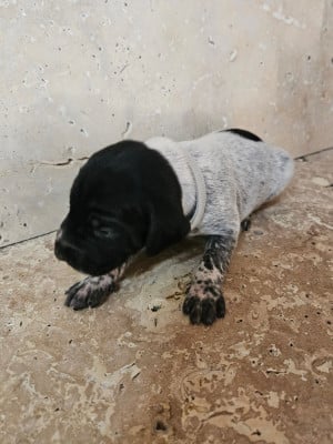 Les chiots de Braque allemand à poil court