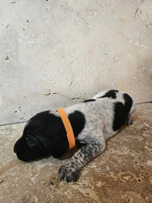 Les chiots de Braque allemand à poil court