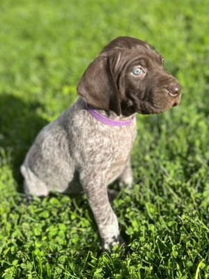 Les chiots de Braque allemand à poil court