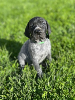 Les chiots de Braque allemand à poil court