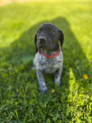 Les chiots de Braque allemand à poil court