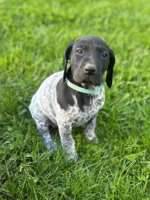 Les chiots de Braque allemand à poil court