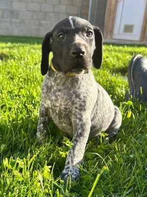 Les chiots de Braque allemand à poil court
