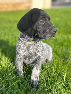Les chiots de Braque allemand à poil court