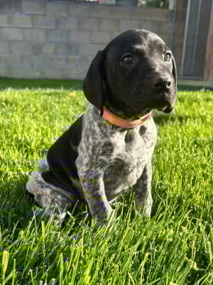 Les chiots de Braque allemand à poil court