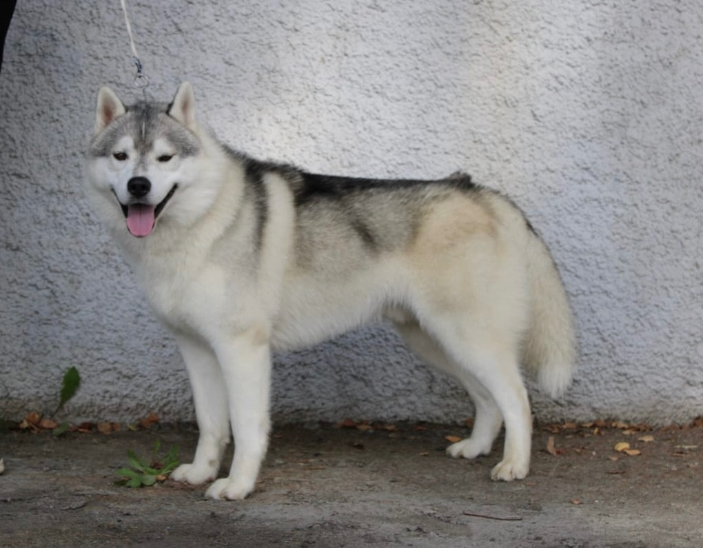 Publication : Du Paradis De Snow