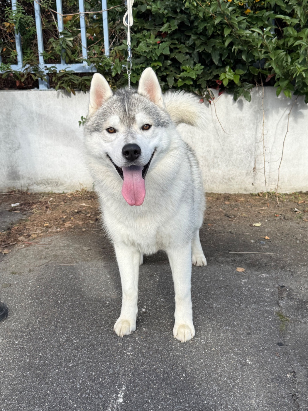 Publication : Du Paradis De Snow