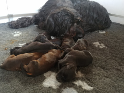 Chiot N°7 - Berger de Brie