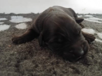 Les chiots de Berger de Brie