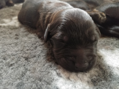 Les chiots de Berger de Brie