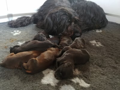 Les chiots de Berger de Brie