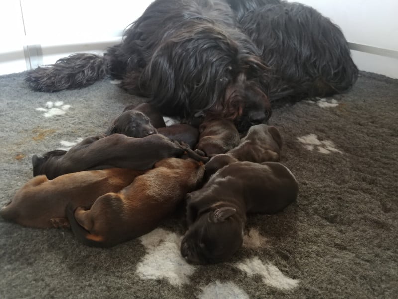 Berger de Brie - Du Château Melen