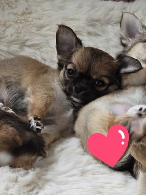 Du Dahlia Rose Imperial