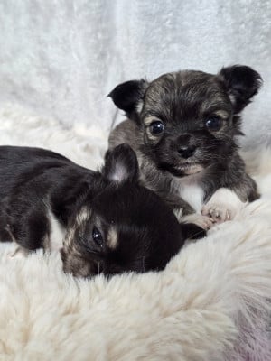 Du Dahlia Rose Imperial