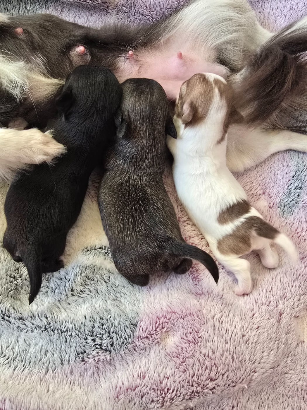 Chihuahua - Du Dahlia Rose Imperial