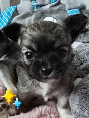 Les chiots de Chihuahua