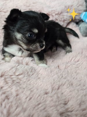 Les chiots de Chihuahua