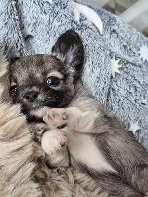 Les chiots de Chihuahua