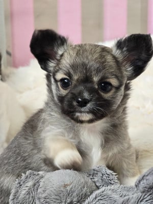 Les chiots de Chihuahua