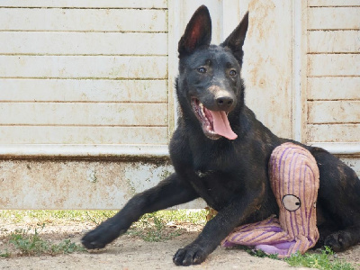 Les chiots de Berger hollandais