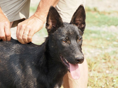 Les chiots de Berger hollandais