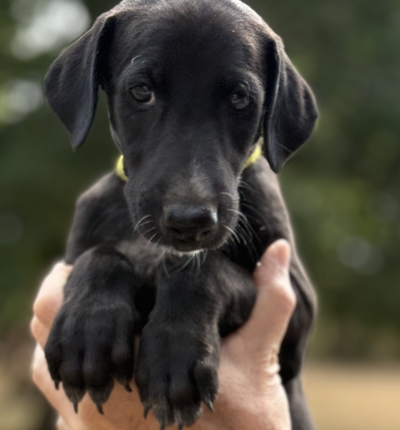 Burbuja - Galgo Español (levrier espagnol)