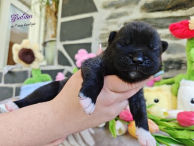 Baldur - Akita americain