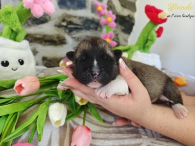 Brioche - Akita americain