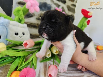 Bulle - Akita americain
