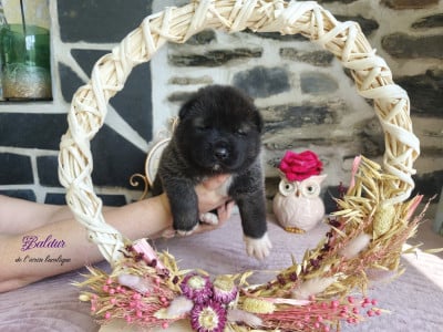 Les chiots de Akita americain