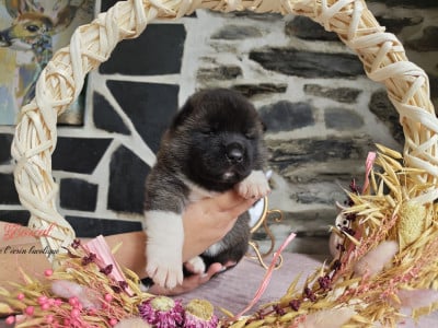 Les chiots de Akita americain