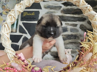 Les chiots de Akita americain