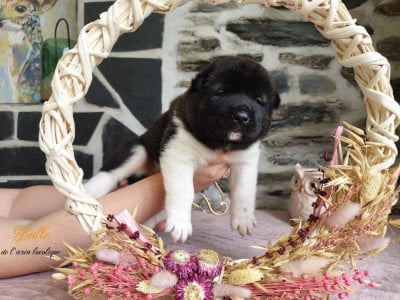 Les chiots de Akita americain